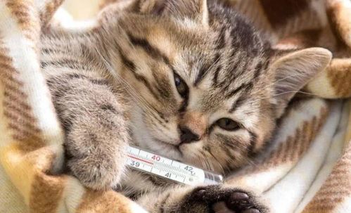 宠物猫怎么看生病