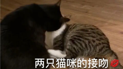宠物猫怎么练肌肉