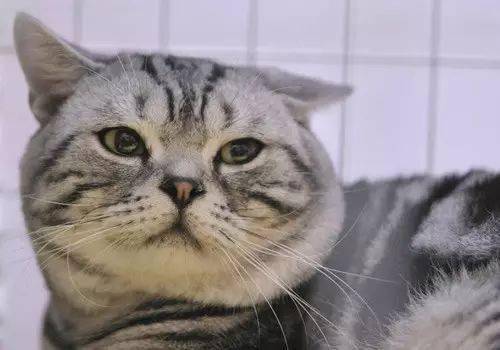 怎么给宠物猫滴药水