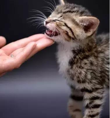 宠物狗猫舔脚怎么回事啊