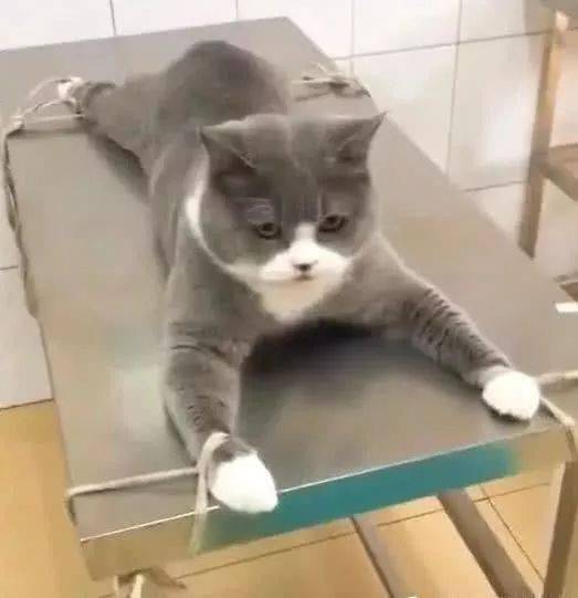 怎么用绳子绑宠物猫