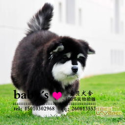 黑龙江怎么卖宠物狗的呢