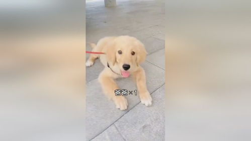 宠物狗会乱叫怎么回事儿