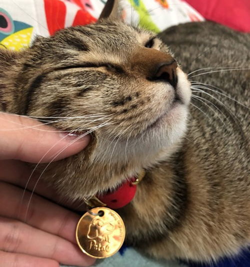 宠物猫胸背带怎么系