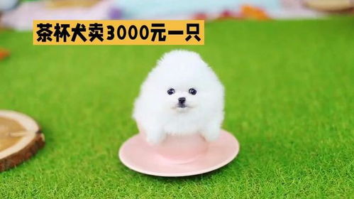 茶杯犬一只多少元