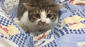背宠物猫怎么拍