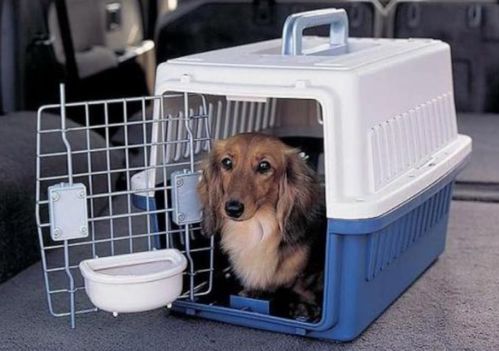 怎么样才能空运宠物狗呢