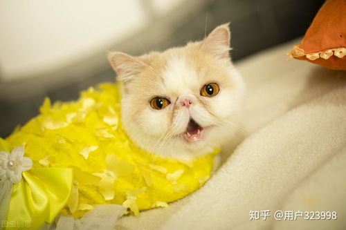 加菲猫宠物猫怎么养的