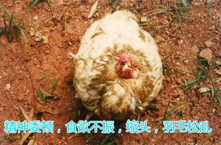 宠物狗得了滴虫怎么办啊