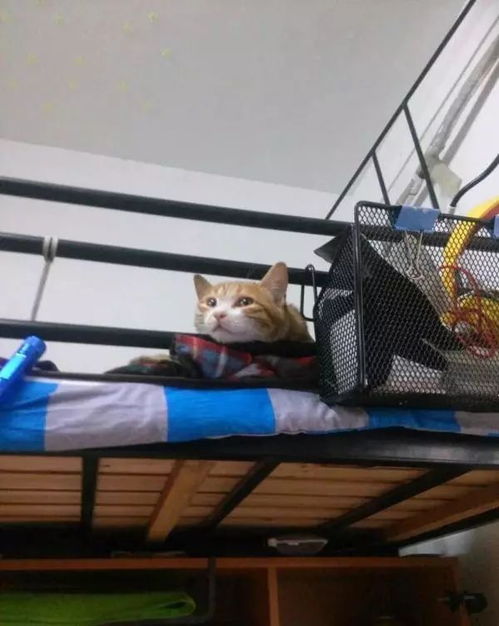 寝室的宠物狗怎么养的活