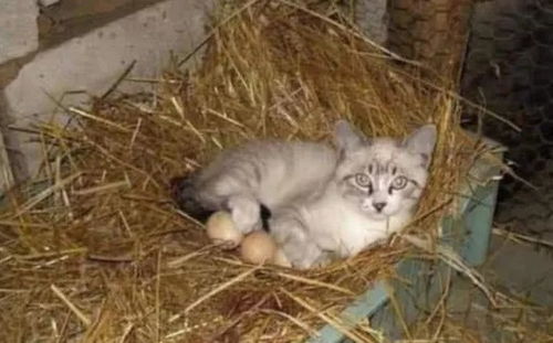 宠物猫孵小鸡怎么孵