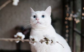 宠物猫的屎好臭怎么办