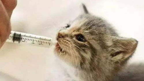 怎么给宠物猫喂水