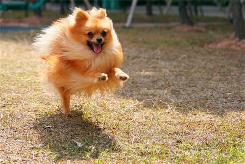 怎么给宠物狗博美洗澡呢
