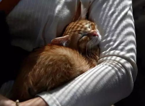 火车怎么携带宠物猫上车
