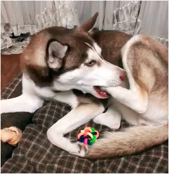 二哈养的宠物狗怎么养的