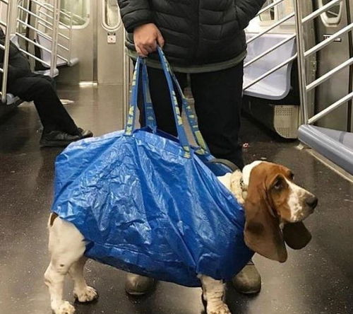 宠物狗装包里怎么装的啊
