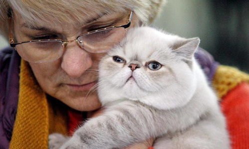 宠物猫怎么获奖