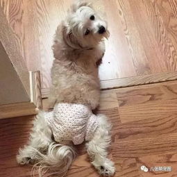宠物狗来大姨妈该怎么做