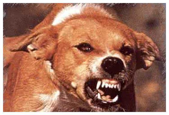 宠物狗是怎么感染狂犬病毒