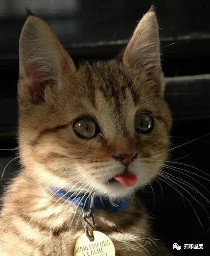 怎么捏可爱宠物猫