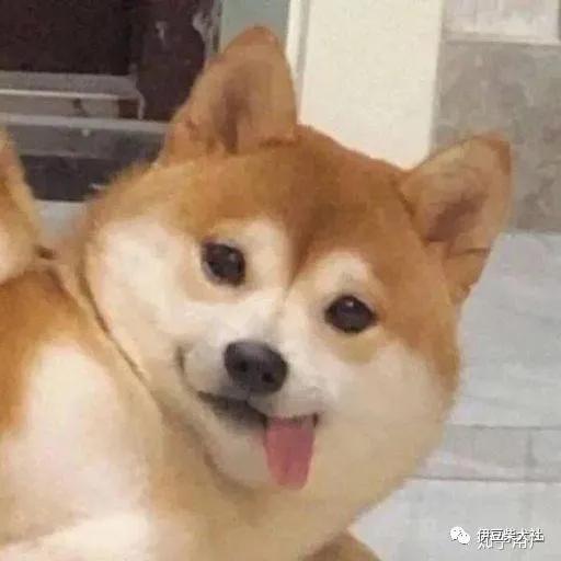 宠物狗怎么看相貌的品相