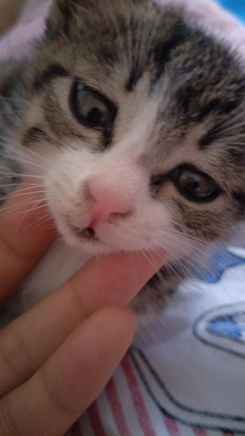 宠物猫闻嘴巴臭怎么办啊