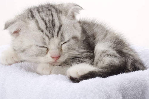 宠物猫有奶藓怎么治好的