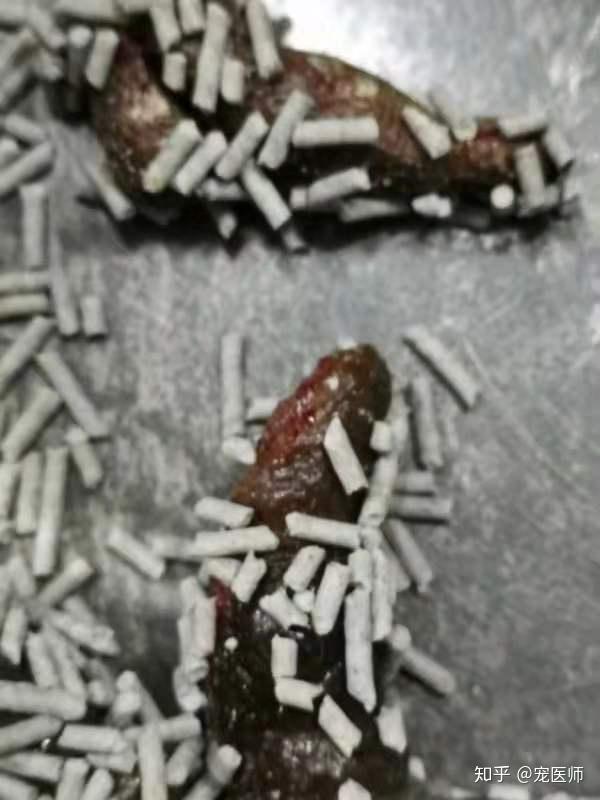 宠物狗大便稀带血怎么办