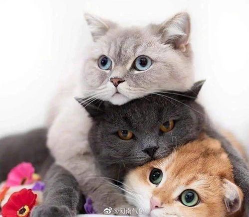 小布玩宠物猫怎么玩