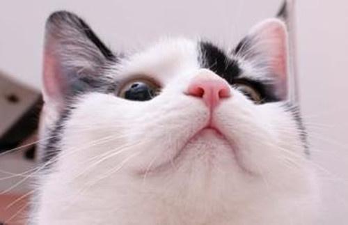 宠物猫怎么退热