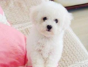 比熊宠物狗毛怎么修剪好看