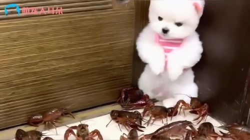 宠物狗遇上螃蟹怎么办呢