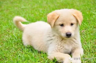 养在乡下的宠物狗怎么样