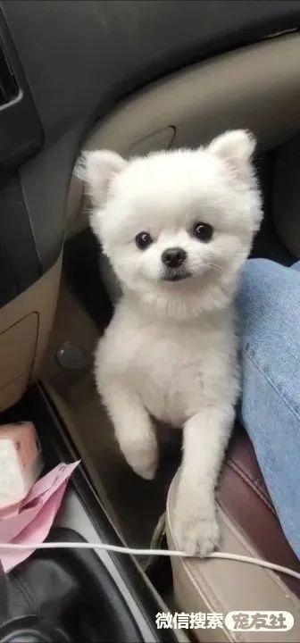 宠物狗前腿疤痕怎么办啊