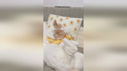 给宠物猫做双鞋怎么做