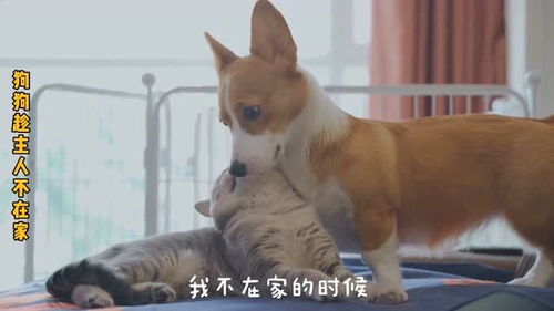 宠物狗主人不在家怎么办