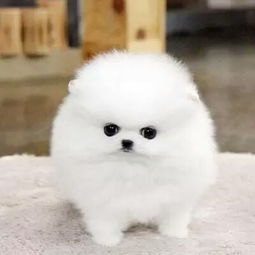 博美幼犬多少钱一只
