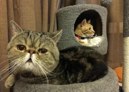 机场怎么带宠物猫