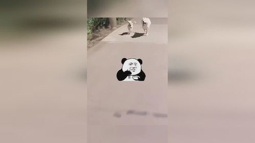 被宠物狗追着跑怎么办呢