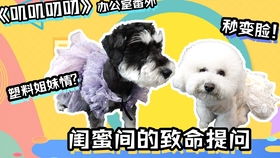 被宠物狗嘲笑会怎么样