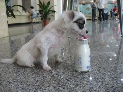 宠物狗喝的酸奶怎么做的