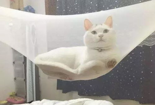 宠物猫怎么驱蚊