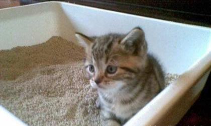 养宠物猫怎么处理大小便