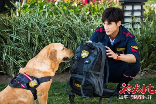 神犬小七值多少钱