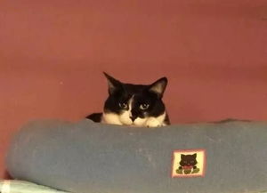 怎么购买新春宠物猫