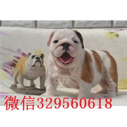 英国斗牛犬多少钱一只