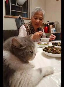 宠物猫怎么趴着吃饭