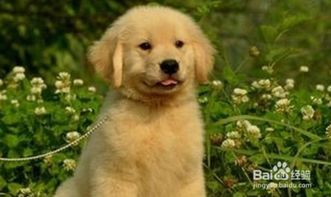 繁殖宠物狗怎么样养好呢