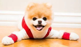 宠物狗脸怎么画才好看呢